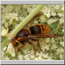 Dolichovespula media - Mittlere Wespe 03 Koenigin.jpg